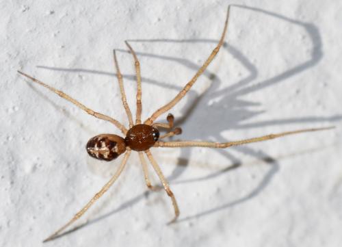 Réf. 270 538 : Steatoda triangulosa